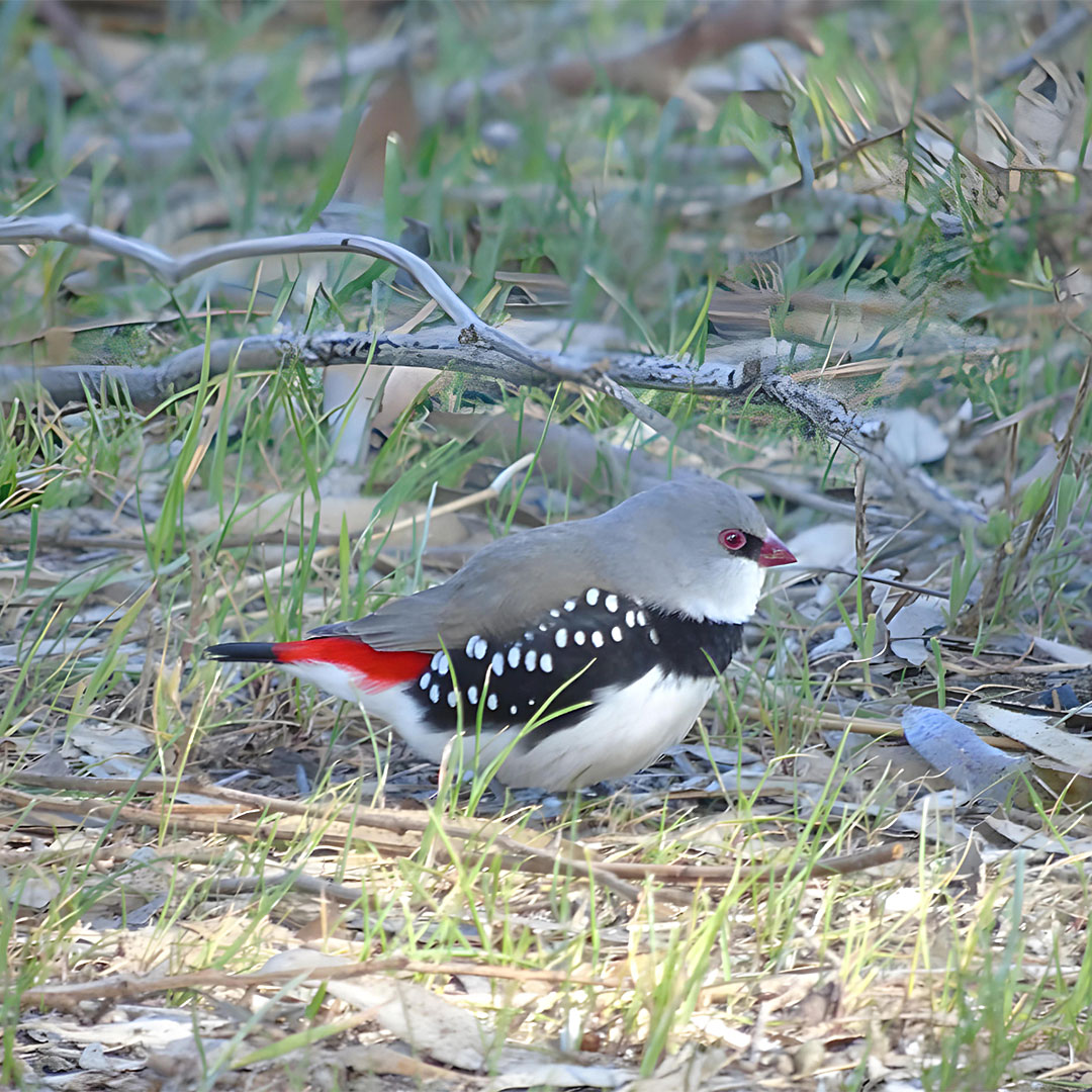 Diamond-Firetail-(photo-Dragos-Moise)-social-square.jpg