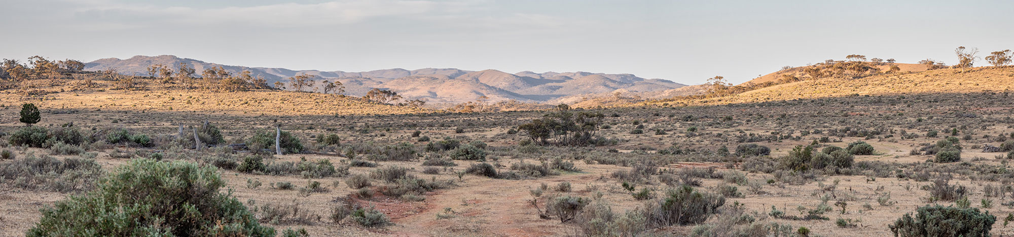 mongolurring-to-caroona-panorama-web.jpg