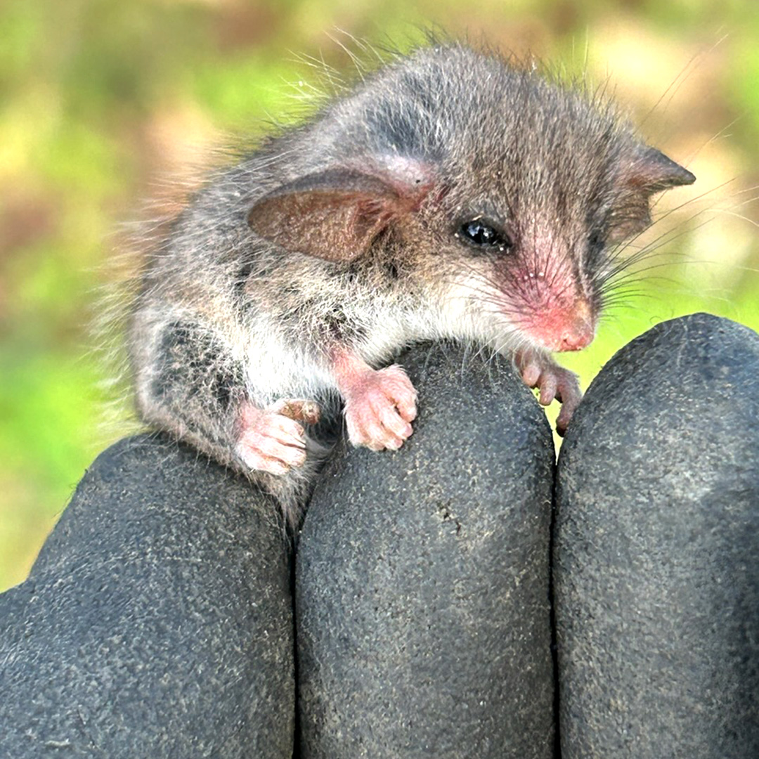 IMG_4631-Little-Pygmy-Possum-social-square-(1).jpg